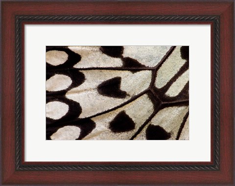 Framed Wing Pattern Of Tropical Butterfly 1 Print