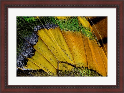 Framed Wing Pattern Of Tropical Butterfly 2 Print