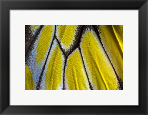 Framed Wing Pattern Of Tropical Butterfly 3 Print