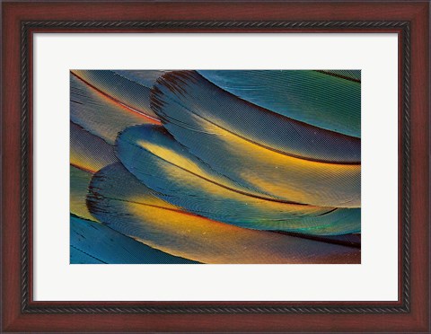 Framed Scarlet Macaw Wing Feathers Fan Design Print