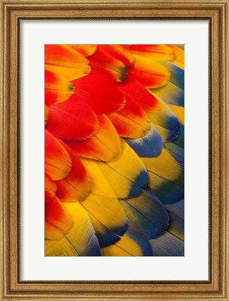 Framed Scarlet Macaw Wing Covert Feathers 2 Print