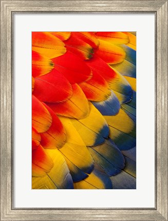 Framed Scarlet Macaw Wing Covert Feathers 2 Print