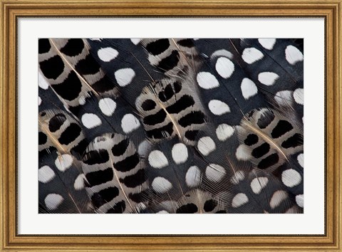 Framed Spots Of White On Mearns Quails Feather Design Print