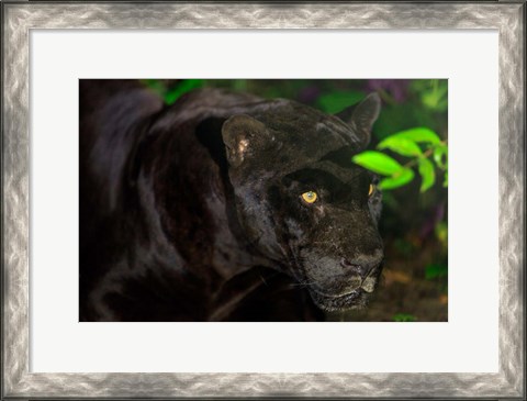 Framed Black Jaguar, Belize City, Belize Print