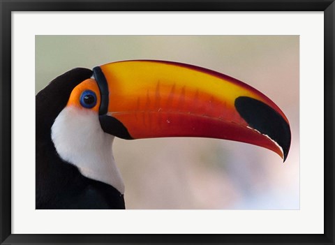 Framed Brazil, The Pantanal Wetland, Toco Toucan In Early Morning Light Print