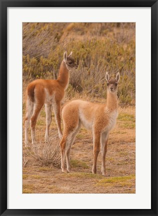 Framed Chile, Patagonia, Tierra Del Fuego Young Guanacos Print