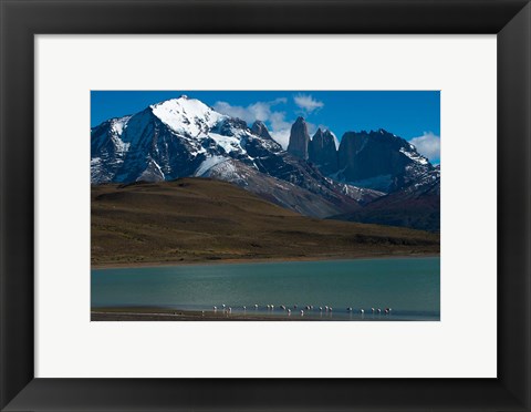 Framed Chilean Flamingo On Blue Lake, Torres Del Paine NP, Patagonia Print