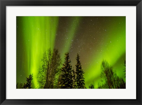 Framed Alaska Aurora Borealis Over Forest Print