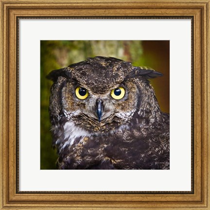 Framed Alaska Raptor Center, Sitka, Alaska Close-Up Of A Great Horned Owl Print
