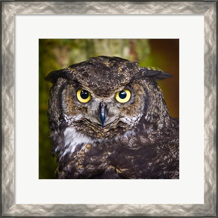 Framed Alaska Raptor Center, Sitka, Alaska Close-Up Of A Great Horned Owl Print