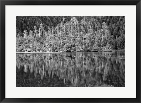 Framed Alaska, Inside Passage, Reflecting Trees Print