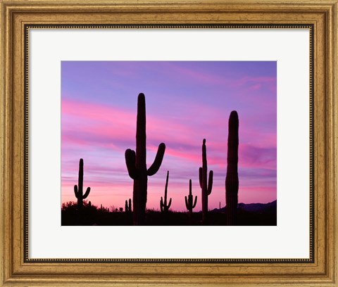 Framed Arizona, Saguaro Cacti Silhouetted By Sunset, Ajo Mountain Loop Print