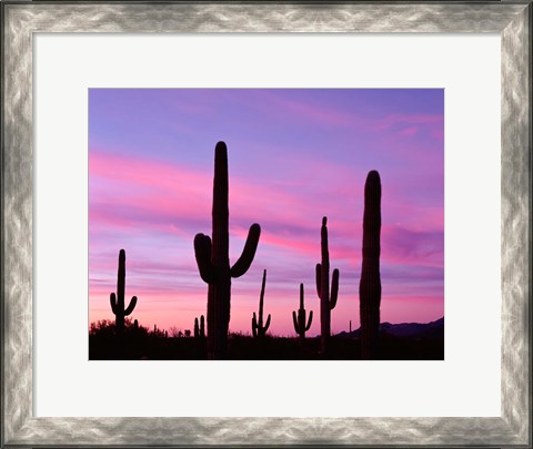 Framed Arizona, Saguaro Cacti Silhouetted By Sunset, Ajo Mountain Loop Print