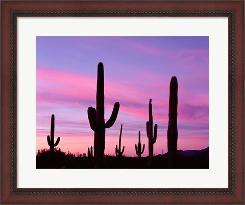 Framed Arizona, Saguaro Cacti Silhouetted By Sunset, Ajo Mountain Loop Print