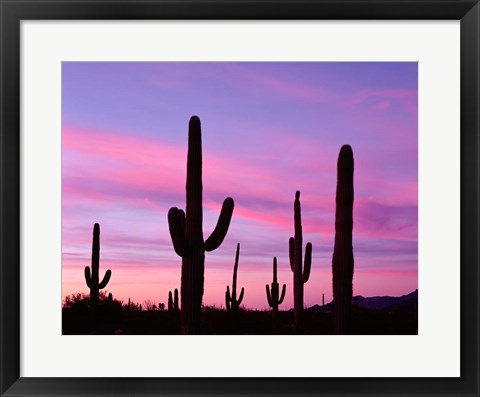 Framed Arizona, Saguaro Cacti Silhouetted By Sunset, Ajo Mountain Loop Print