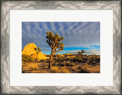 Framed Joshua Tree National Park, California Print