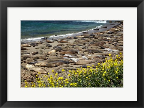 Framed Northern Elephant Seals Sun Bathing In Cali Print