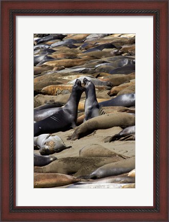 Framed Northern Elephant Seals Fighting, California Print