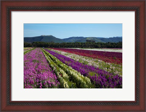 Framed Santa Barbara Flower Fields, California Print