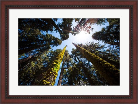 Framed Upward View Of Trees In The Redwood National Park, California Print