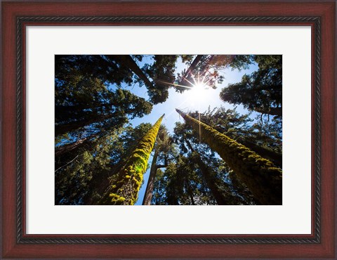 Framed Upward View Of Trees In The Redwood National Park, California Print