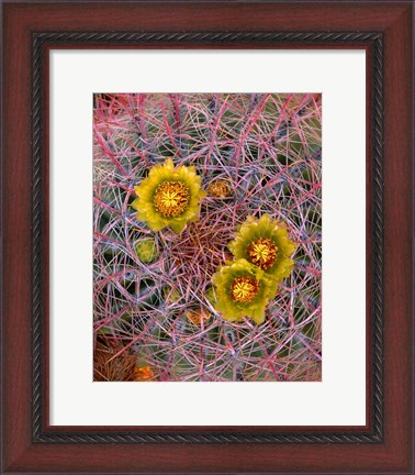 Framed Close Up Of California Poppies Print