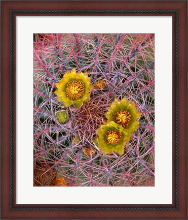 Framed Close Up Of California Poppies Print