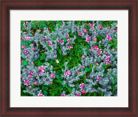 Framed Wildflowers Near The Redwood NP Print