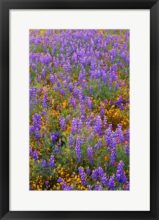 Framed Californian Poppies And Lupine Print