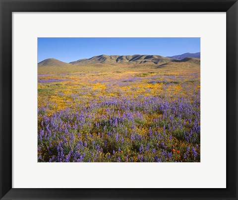 Framed Wildflowers Bloom Beneath The Caliente Range, California Print