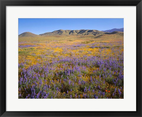 Framed Wildflowers Bloom Beneath The Caliente Range, California Print