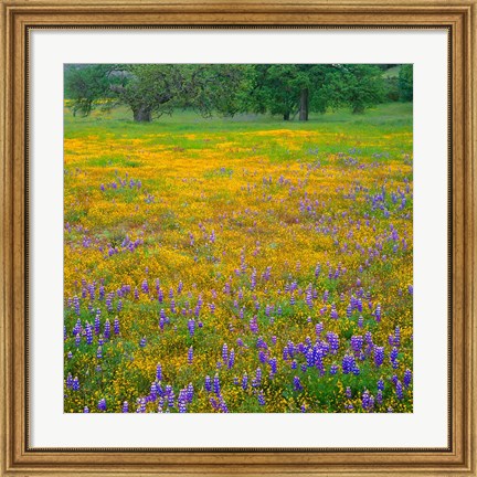 Framed Lupine And Goldfields At Shell Creek Valley, California Print