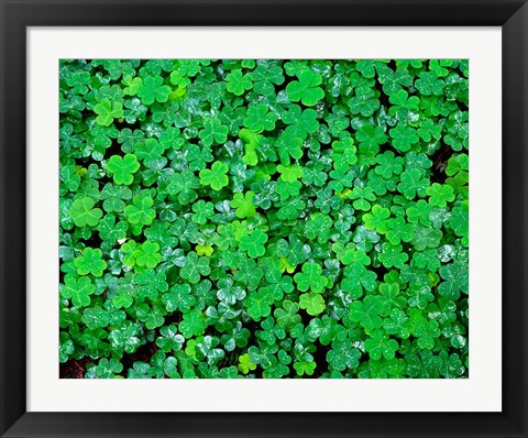 Framed Spring Growth Of Wood Sorrel After Rain Print