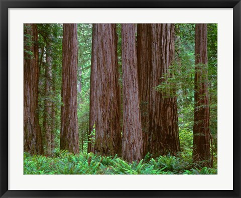 Framed Redwoods Tower Above Ferns At The Stout Grove, California Print