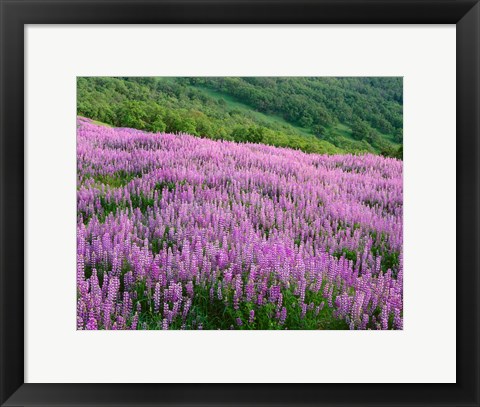 Framed Lupine Meadow Landscape, Readwood Np, California Print