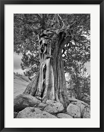 Framed California, High Sierra Juniper Tree (BW) Print