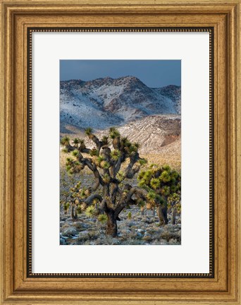 Framed Joshua Trees In The Snow Print