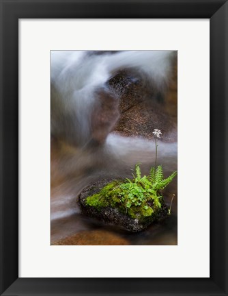 Framed Flowering Fern With A Rushing Stream Print