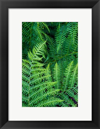 Framed Bracken Fern In Nature Print