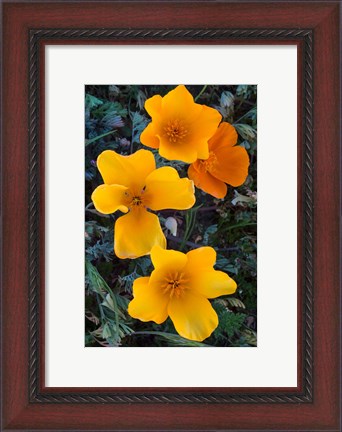 Framed Early Blooming Golden California Poppies Print