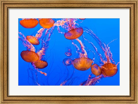 Framed Sea Nettles Dancing At The Monterey Bay Aquarium Print