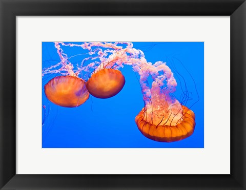 Framed Three Sea Nettles At The Monterey Bay Aquarium Print