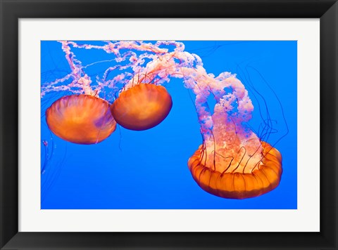 Framed Three Sea Nettles At The Monterey Bay Aquarium Print