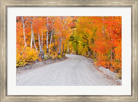 Framed Autumn In The Inyo National Forest Print