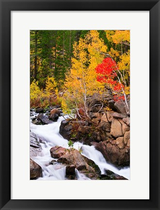 Framed Autumn Along Bishop Creek Print