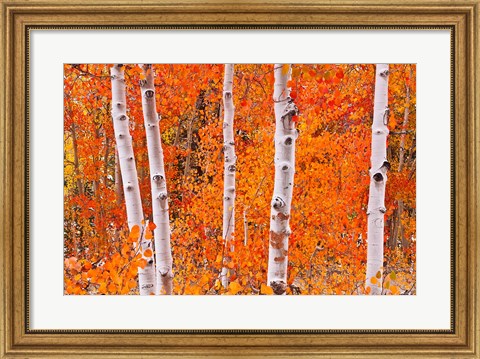 Framed Bright Autumn Aspens Along Bishop Creek Print