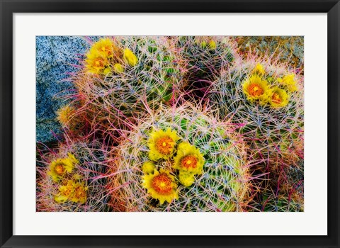 Framed Barrel Cactus In Bloom Print