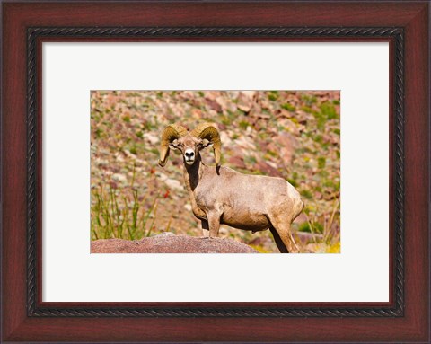 Framed Peninsular Bighorn Sheep Print