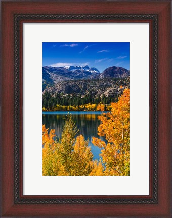Framed Golden Fall Aspens At June Lake Print
