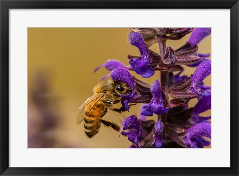 Framed Honey Bee On Salvia Blossoms Print